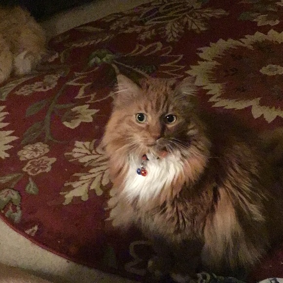 Meet your Posher, Brenda - Picture 1 of 1